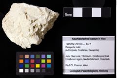 Foto (Objekt + Etiketten) von Decapoda indet. 